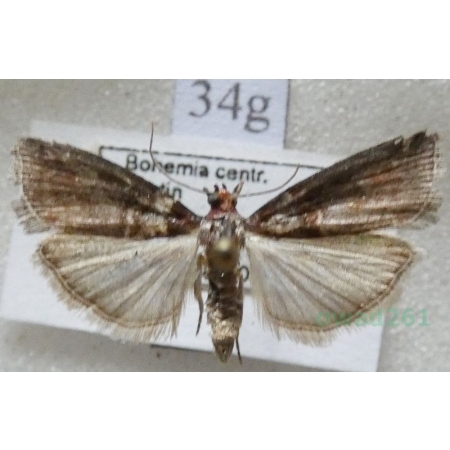 Acrobasis sodalella Zeller, 1848 Czech34g